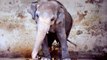 Des internautes se mobilisent pour sauver Kaavan, l'éléphant solitaire du zoo d'Islamabad