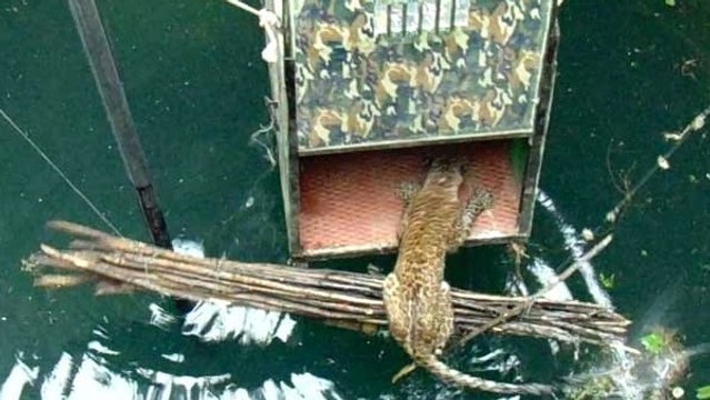 Le remarquable sauvetage d'un léopard tombé au fond d'un puits en Inde