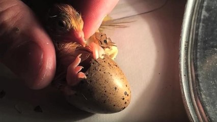 Un éleveur vient en aide à une petite caille incapable de sortir de son oeuf