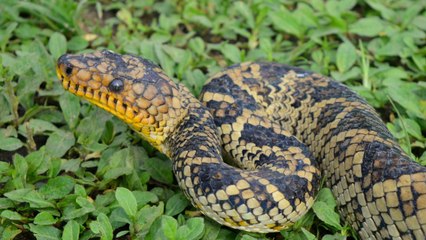 Le boa le plus rare sur Terre redécouvert vivant plus de 60 ans après au Brésil