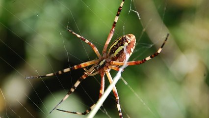 Chaque année, les araignées mangent plus que tous les humains sur Terre