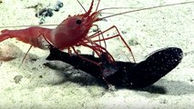L'étonnante attaque d'une crevette sur un poisson filmée dans les profondeurs