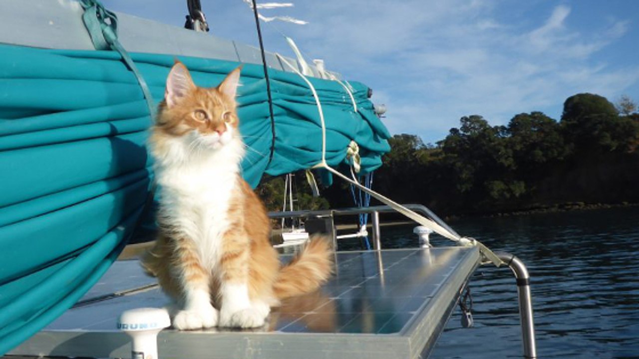 Un Néo-Zélandais sourd réalise son rêve de voyage en mer grâce à son chat Maine Coon