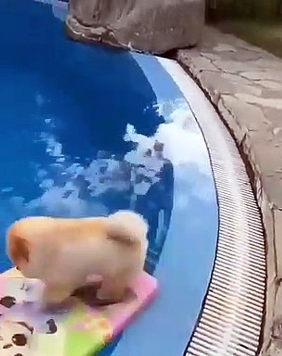 Cute Dog - #70