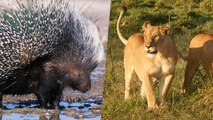 Quand un porc-épic tient tête à un groupe de lions en Afrique du Sud