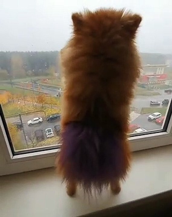 Cute Dog - #71