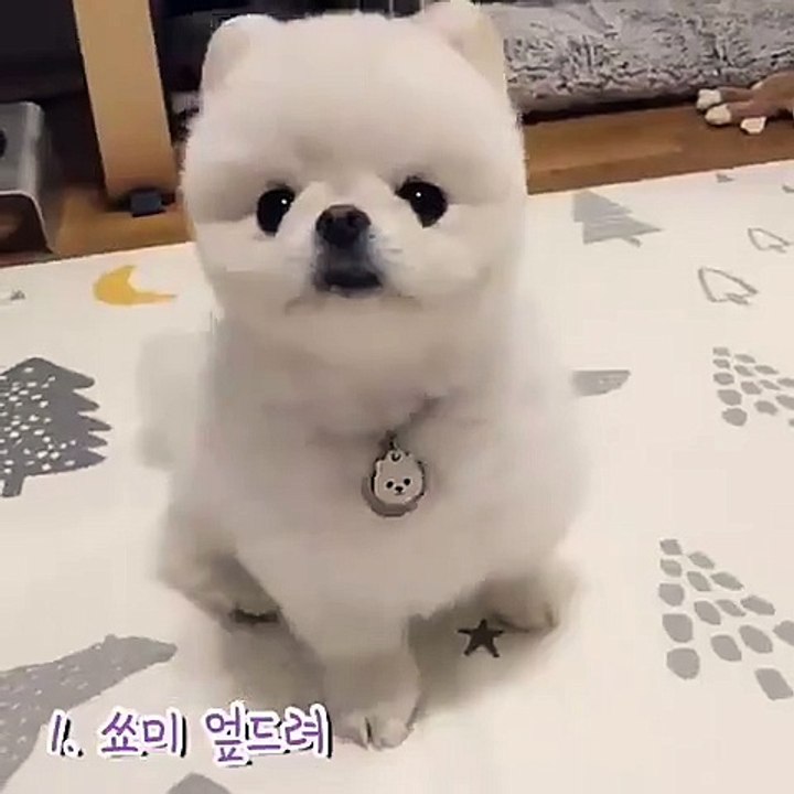 Cute Dog - #72