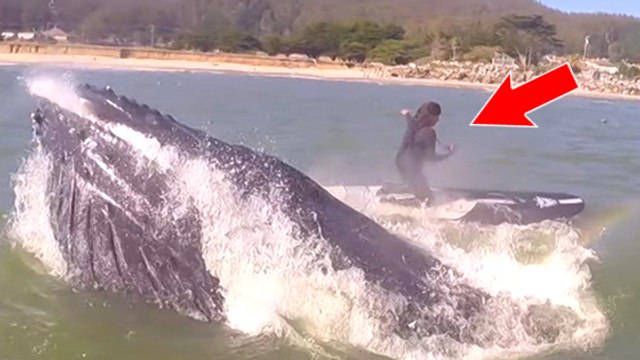 Quand une baleine à bosse surprend une flûtiste en paddle