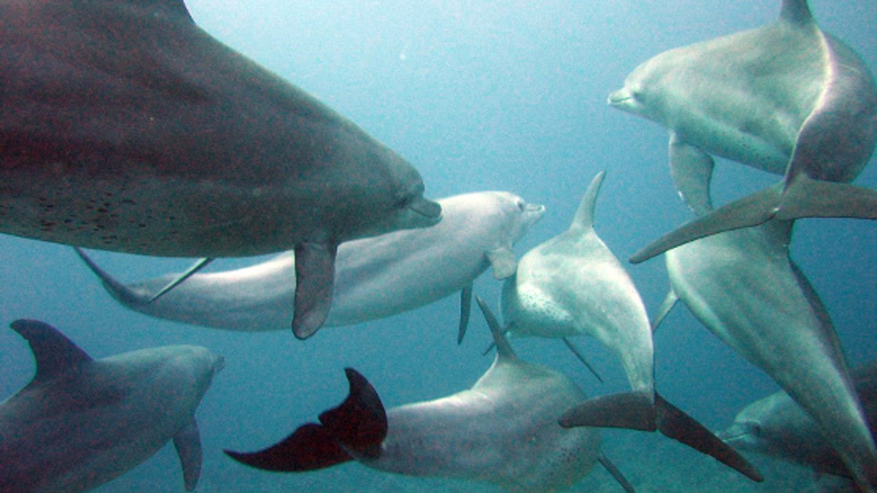 L'US Navy va devoir se passer de son sonar jugé nuisible pour les mammifères marins