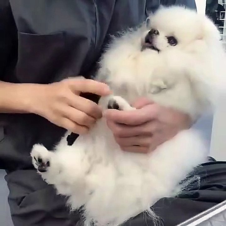 Cute Dog - #74