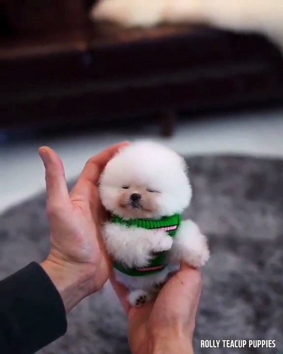 Cute Dog - #75