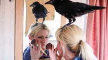 Ce corbeau ne veut plus quitter la femme qui l'a sauvé