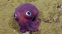 Une étonnante petite créature filmée dans les profondeurs au large de la Californie