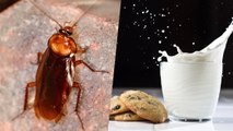 Le lait de cafard, l'aliment supernutritif du futur ?