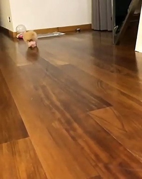 Cute Dog - #67