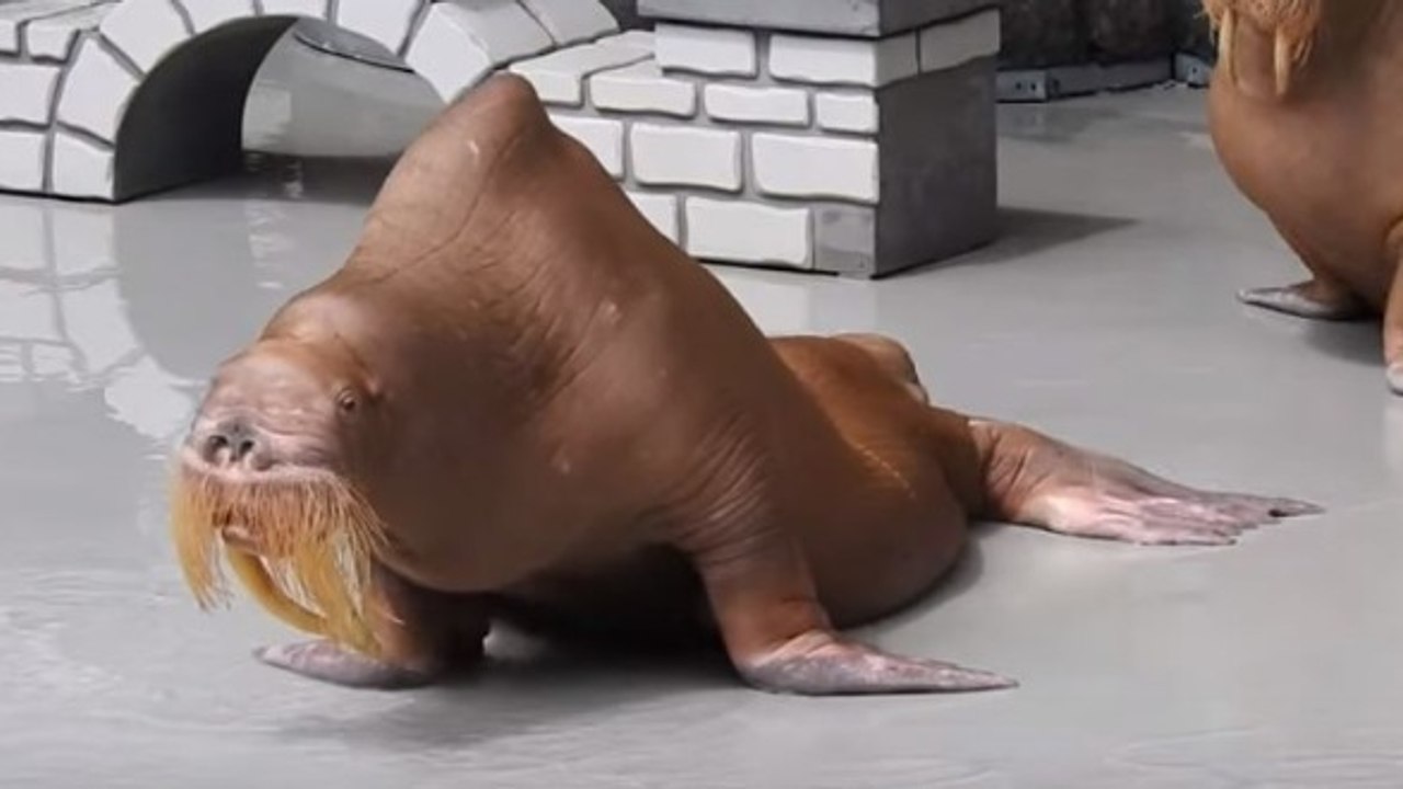 Un morse squelettique filmé dans un parc aquatique canadien crée la polémique