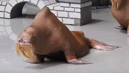 Un morse squelettique filmé dans un parc aquatique canadien crée la polémique