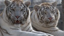 Deux tigres blancs inséparables profitent de leur nouvelle vie dans un sanctuaire