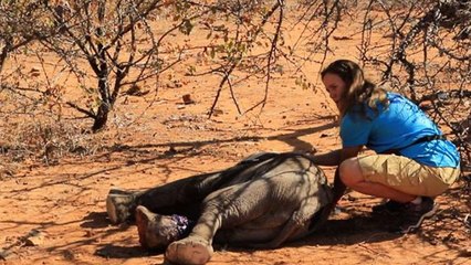 Le fantastique sauvetage d'un éléphanteau blessé par un piège au Zimbabwe