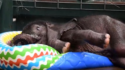 Quand un éléphanteau découvre les joies d'une piscine gonflable