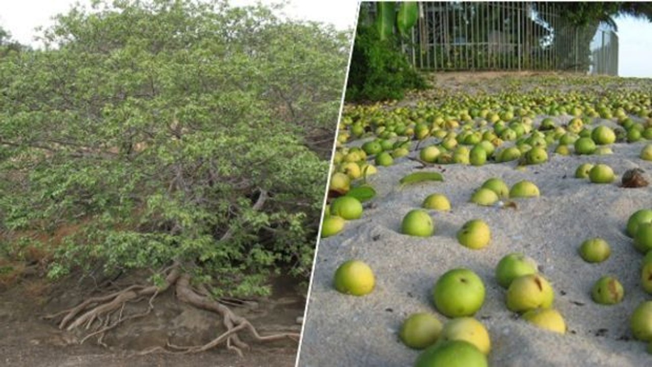 Unfassbar! Dieser Baum ist so tödlich, dass es schon gefährlich ist, nur unter ihm zu stehen!