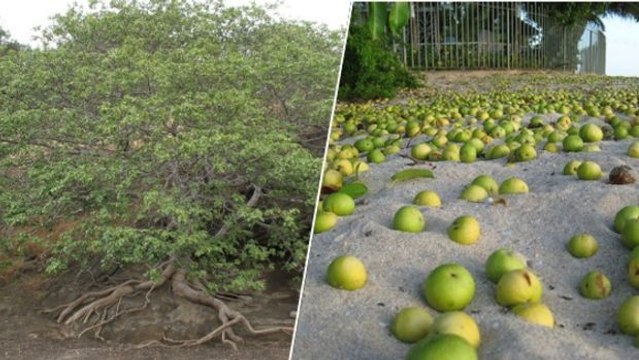 Unfassbar! Dieser Baum ist so tödlich, dass es schon gefährlich ist, nur unter ihm zu stehen!