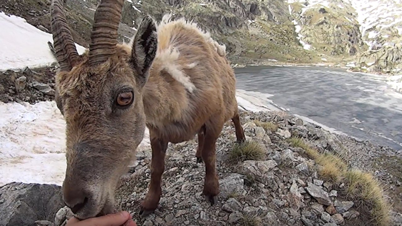 L'incroyable rencontre entre un bouquetin sauvage et un randonneur filmée dans les Alpes