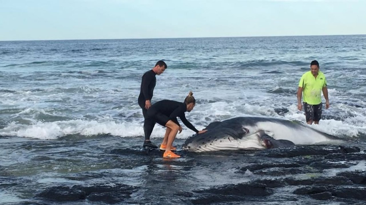 Des surfeurs viennent en aide à un bébé baleine échoué sur une plage australienne