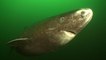 Le requin du Groenland peut vivre jusqu'à 400 ans, un record de longévité chez les vertébrés