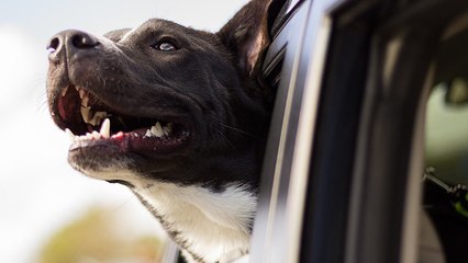 A-t-on le droit de briser la vitre d'une voiture pour sauver un chien enfermé ?