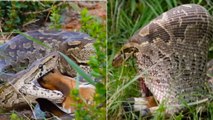 L'impressionnant repas d'un python surpris à engloutir un impala en Afrique du Sud