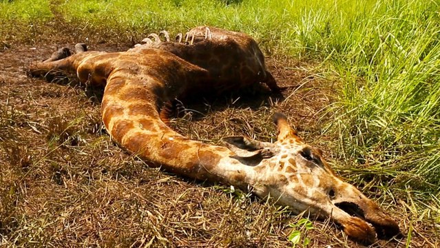 La girafe de Kordofan, une sous-espèce rare tuée par les braconniers pour sa queue