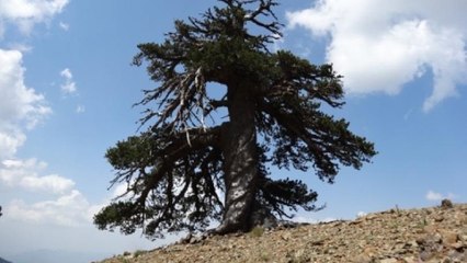 Cet arbre découvert en Grèce serait le plus vieil arbre vivant d'Europe