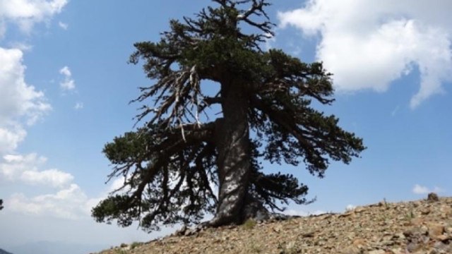 Cet arbre découvert en Grèce serait le plus vieil arbre vivant d'Europe
