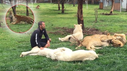 Quand un tigre protège son sauveteur d'une "attaque" de léopard