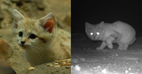 Le chat des sables repéré pour la première fois en 10 ans aux Emirats arabes unis