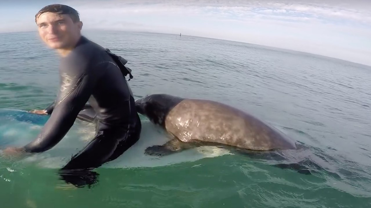 Bretagne : un phoque s’invite parmi les surfeurs