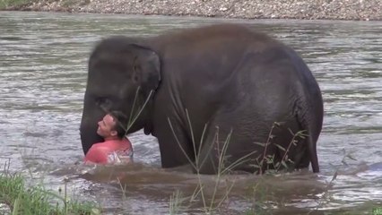 Un petit éléphant se précipite dans une rivière pour sauver son gardien