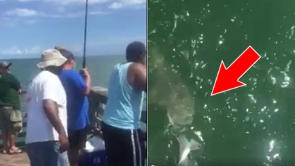 Un pêcheur capture une belle prise... et se la fait aussitôt voler par un énorme requin