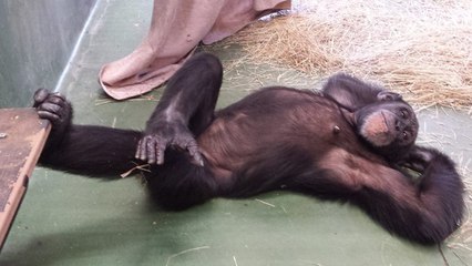 Un sanctuaire américain offre une nouvelle vie à d'anciens chimpanzés de laboratoire