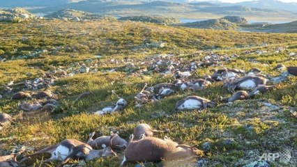 Plus de 300 rennes tués par la foudre en Norvège