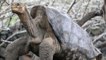 Diego, la tortue "accro au sexe" qui repeuple son espèce aux Galapagos