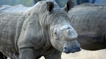 Pour décourager les braconniers, plus de 700 rhinocéros vont être décornés au Zimbabwe