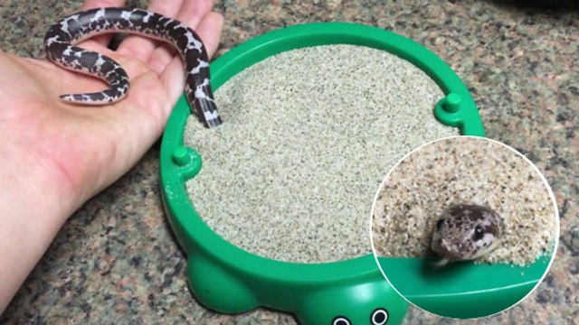 Waffle, le serpent qui aime jouer à cache-cache dans son bac à sable