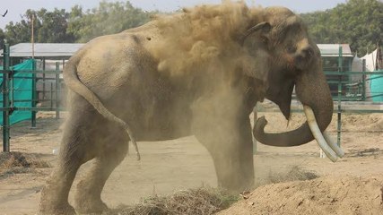 Un éléphant retrouve sa liberté après plus de quarante ans confinés dans un temple indien