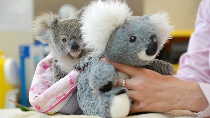 Shayne, le petit koala qui se console avec une peluche après avoir perdu sa mère