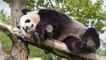Chine : le panda géant n'est plus une espèce "en danger d'extinction"