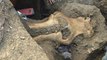 Un crâne de mammouth découvert en Californie intrigue les scientifiques