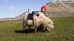 Îles Féroé : des moutons équipés de caméras pour améliorer Google Street View