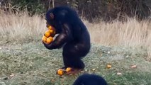 Ce chimpanzé a trouvé la technique pour transporter 12 oranges à la fois